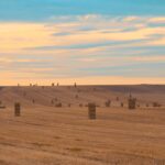 harvest, straw, fields, fasci di grano, campo di grano